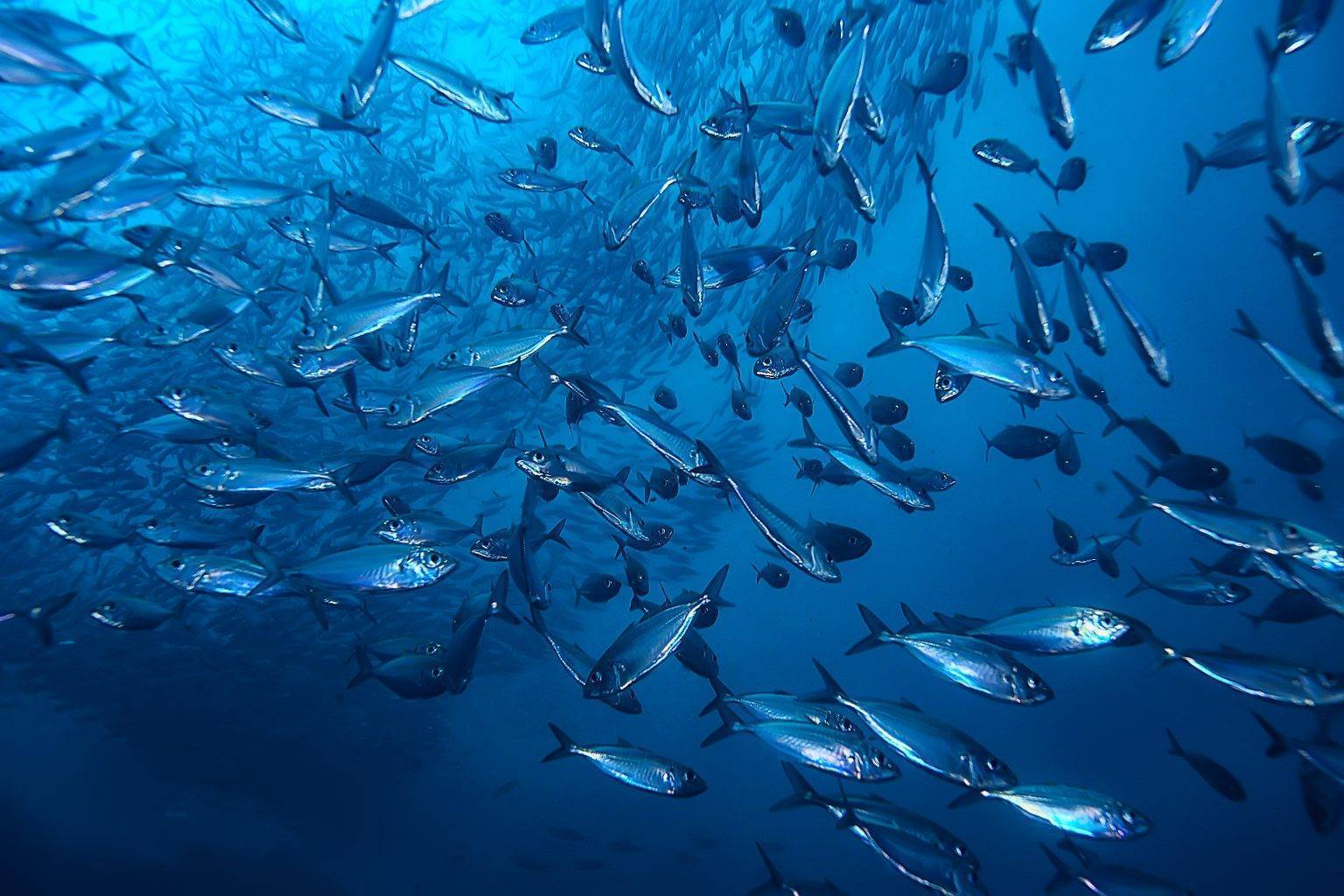 small-fish-processing-for-human-consumption-peruza