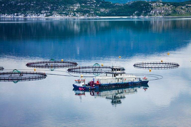 Pêche au saumon d’élevage en Norvège