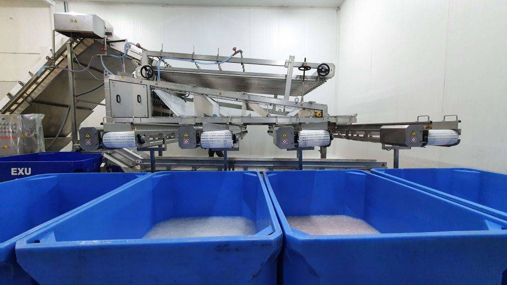 How do you start a seafood processing company? And what fish